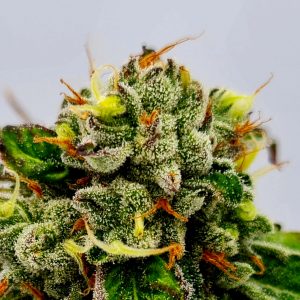 ed-rosenthal-super-bud-feminizada-semillas-de-marihuana-cannabis-kamala-seeds