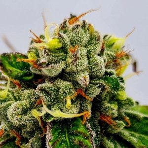 ed-rosenthal-super-bud-feminizada-semillas-de-marihuana-cannabis-kamala-seeds