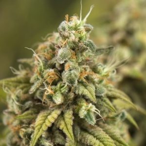 super-lemon-haze-semillas-de-marihuana-feminizadas-kamala seeds